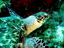 Turtle seen at Cancun May 2008.  One of several I saw in ... by Bonnie Conley 